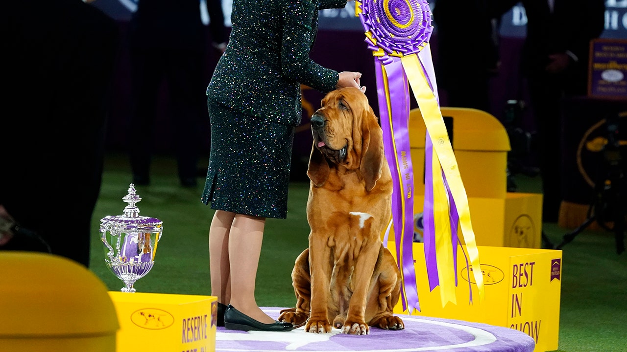 Bloodhound named Trumpet claims top prize at Westminster Kennel Club dog show