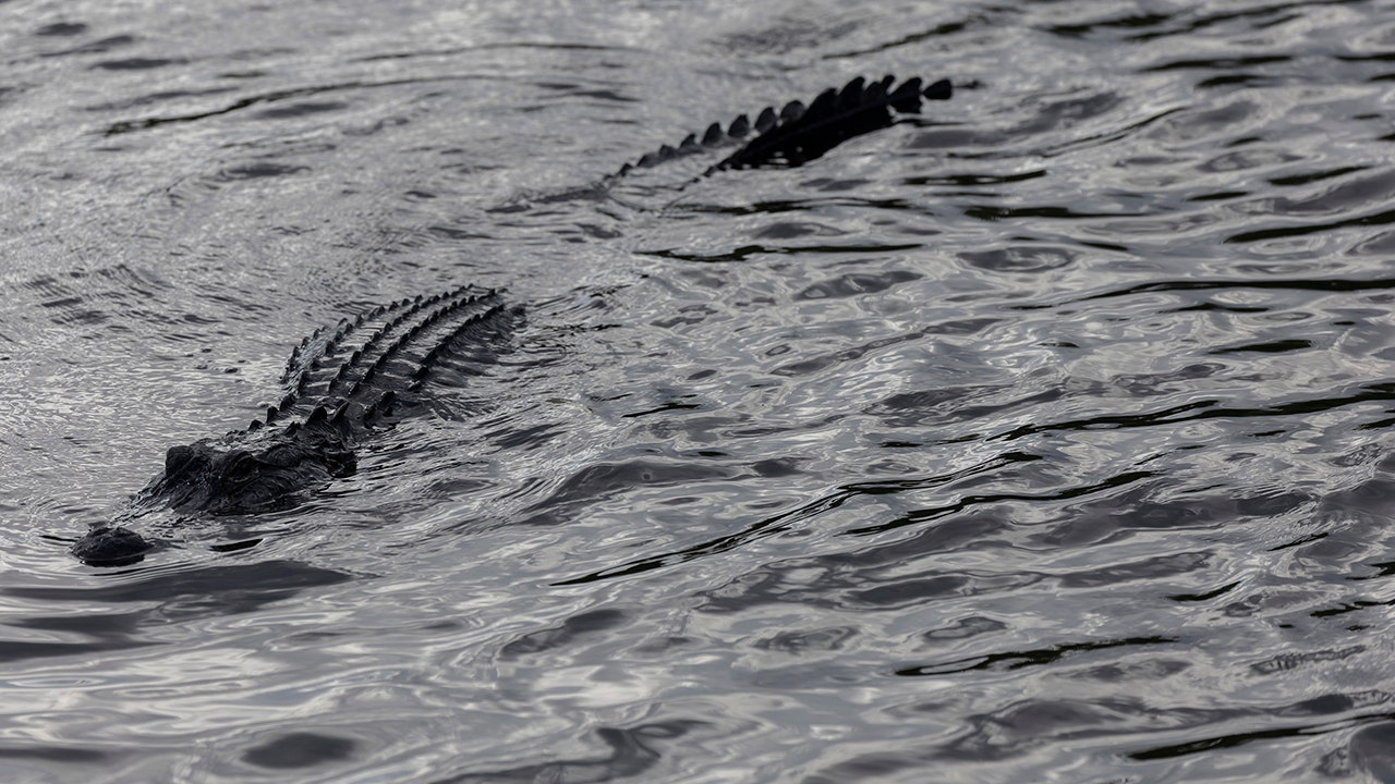Florida man bitten by 7.5-foot alligator while snorkeling in water designated for swimming: 'Use caution'