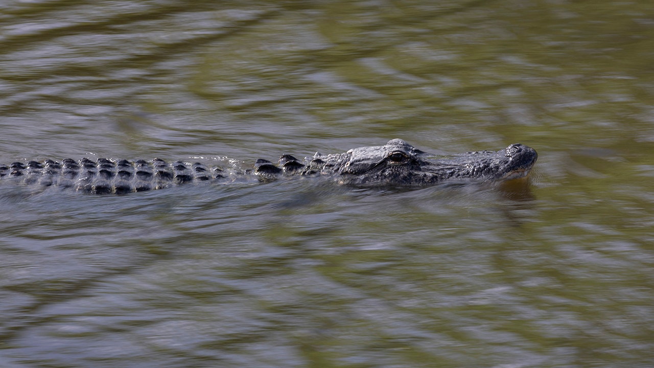 11-foot alligator kills man in Myrtle Beach yacht club community - Fox News