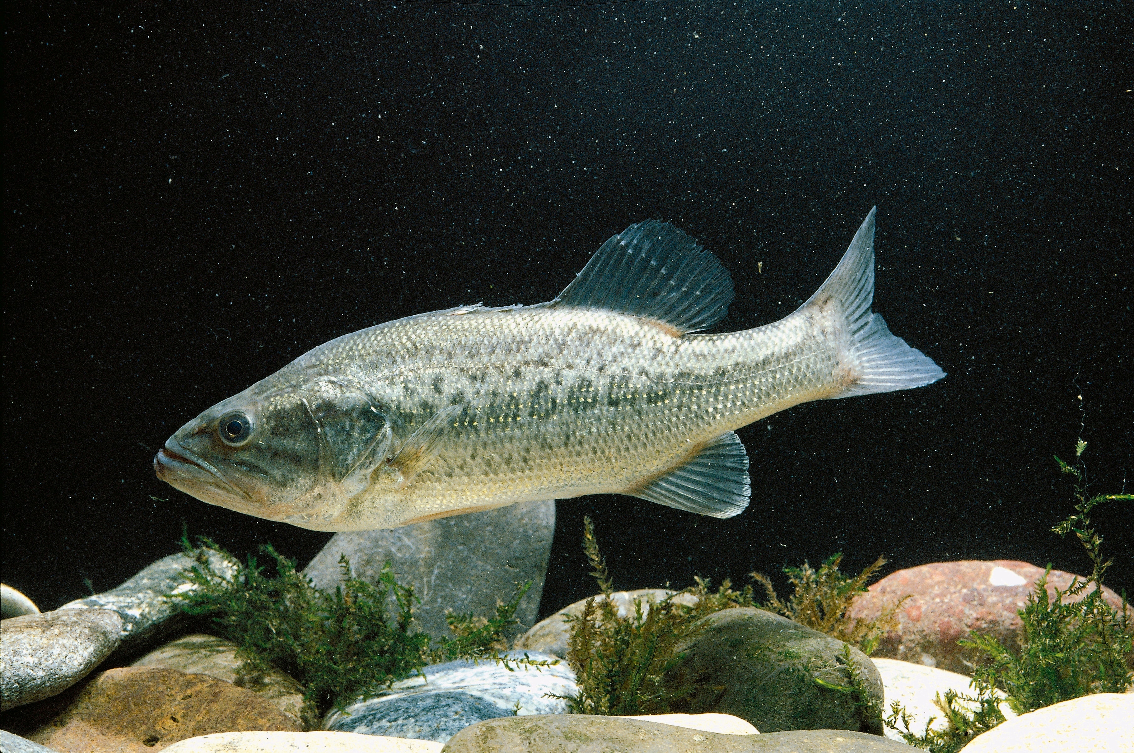 Tennessee issues fish consumption advisories for black bass and catfish in 3 reservoirs