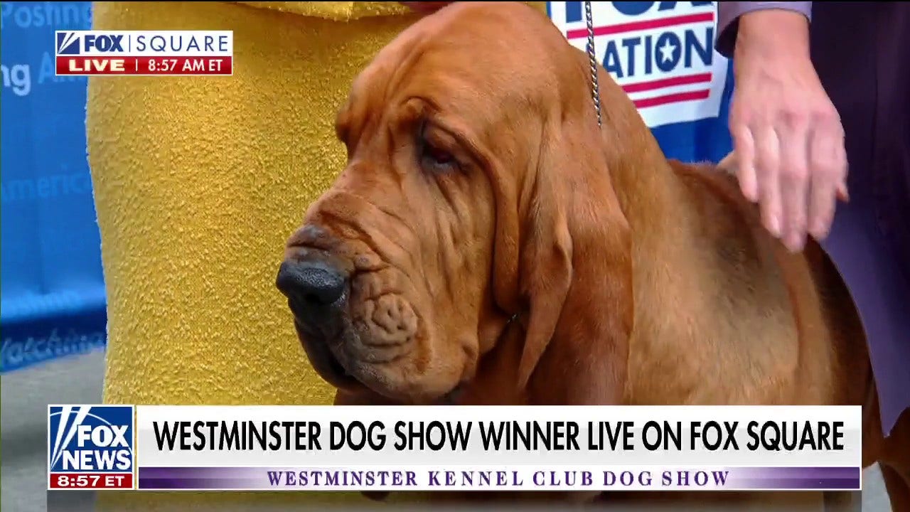 Westminster Dog Show 2022 Trumpet becomes first bloodhound to win Best in Show Fox News