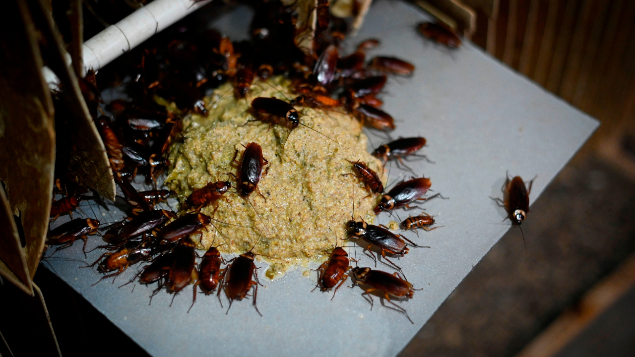 North Carolina Company Offers To Pay Homeowners To Release 100 Cockroaches Into Their Homes