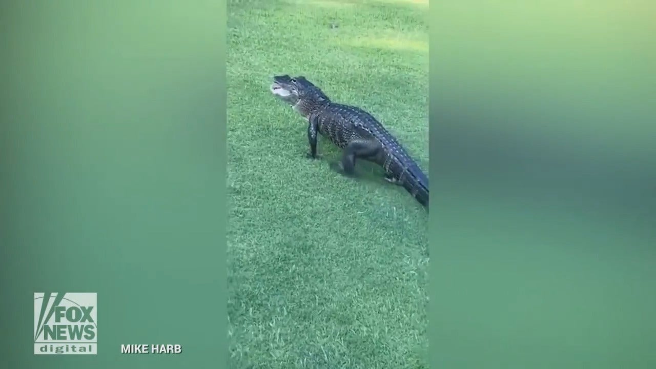 Alligator interrupts golf game by grabbing golfer's ball on Florida course