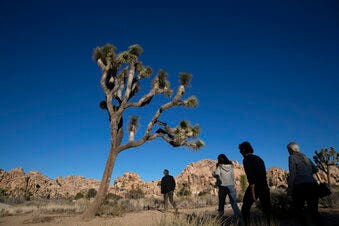 California considering listing iconic Joshua tree as threatened