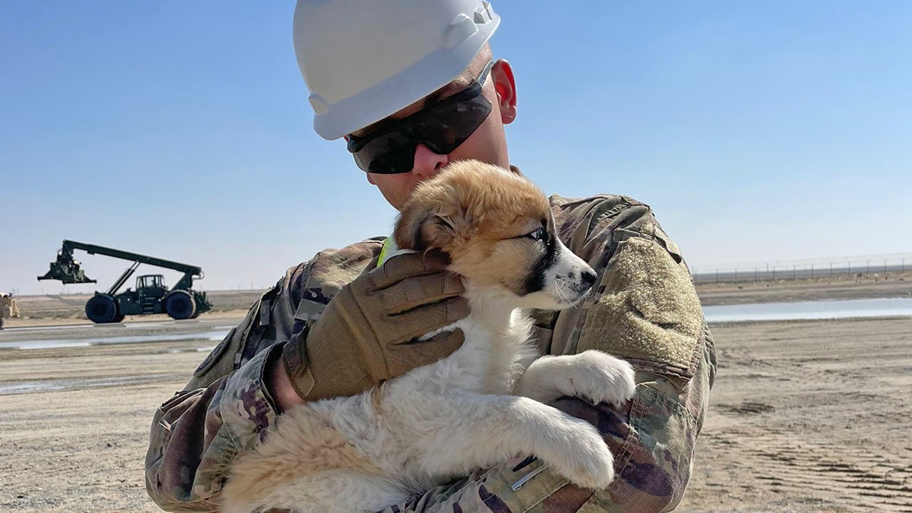 US soldier is trying to rescue this sweet, helpless puppy from the Middle East: ‘Family is so excited’
