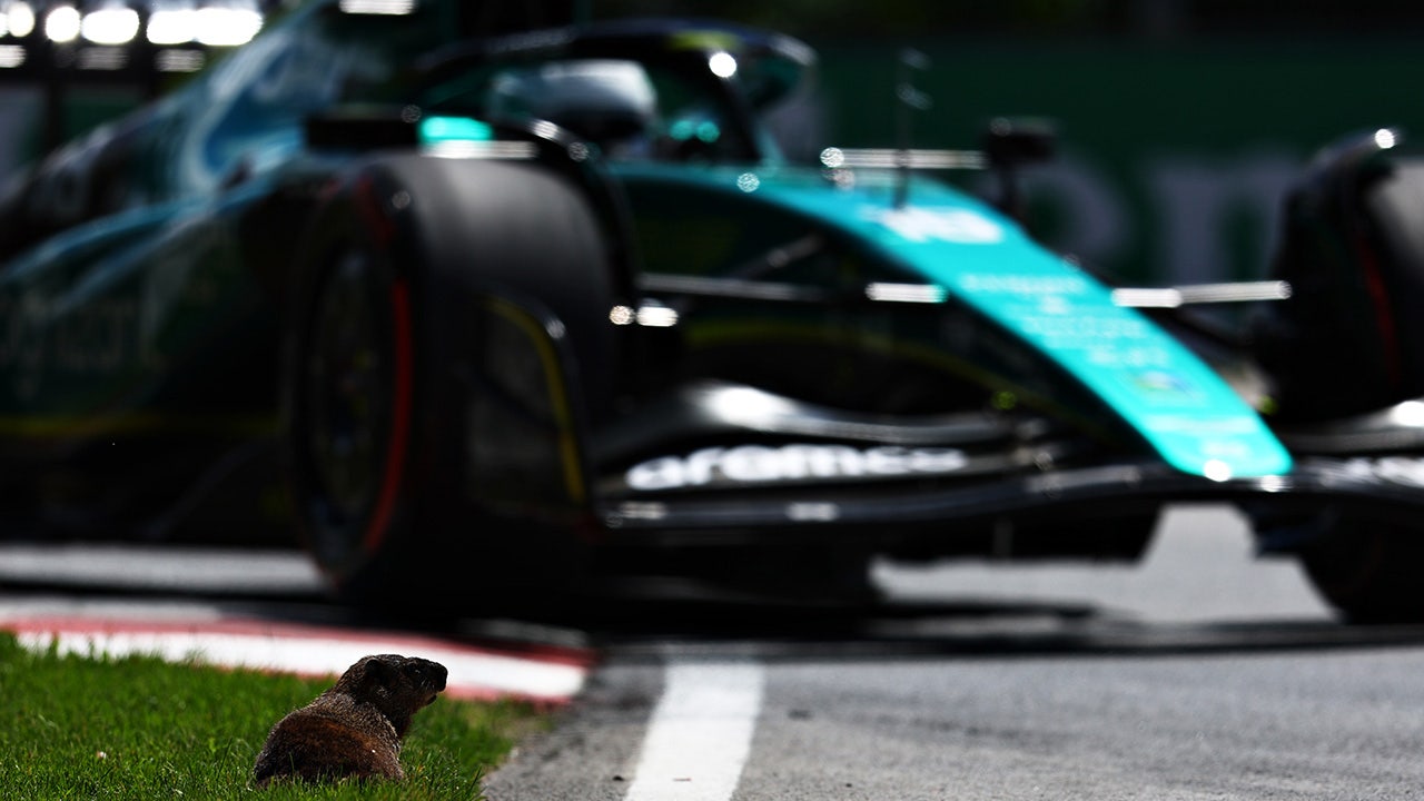 See it: F1 cars narrowly miss groundhog on track in Montreal