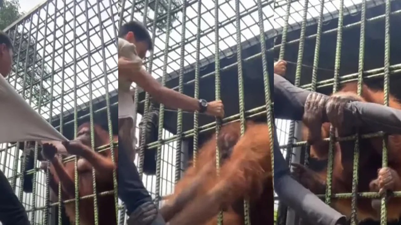 Virale video toont orang-oetan die bezoeker door dierentuinkooi houdt en weigert los te laten