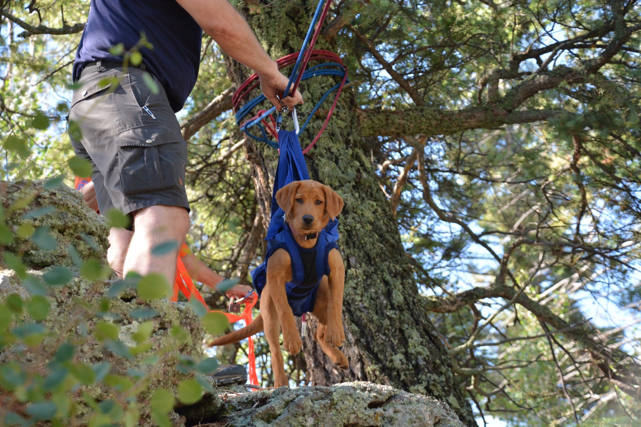 Colorado K-9s participate in special search and rescue training day