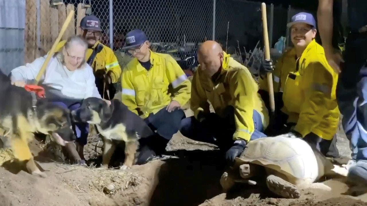 2 puppies rescued in California after being trapped by 100-pound tortoise