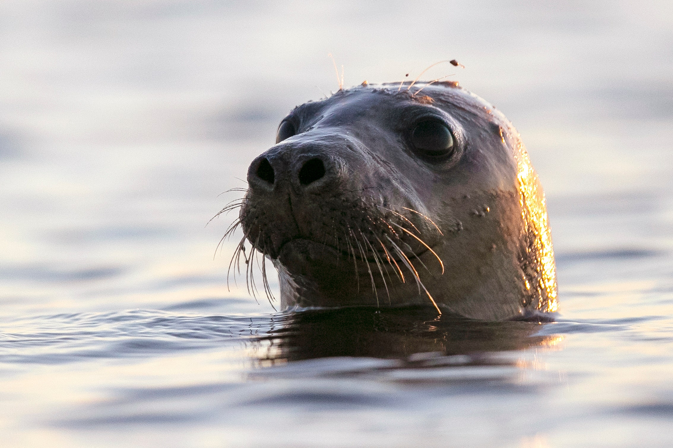 Maine coast sees alarming number of dead seals washing up, avian influenza is to blame