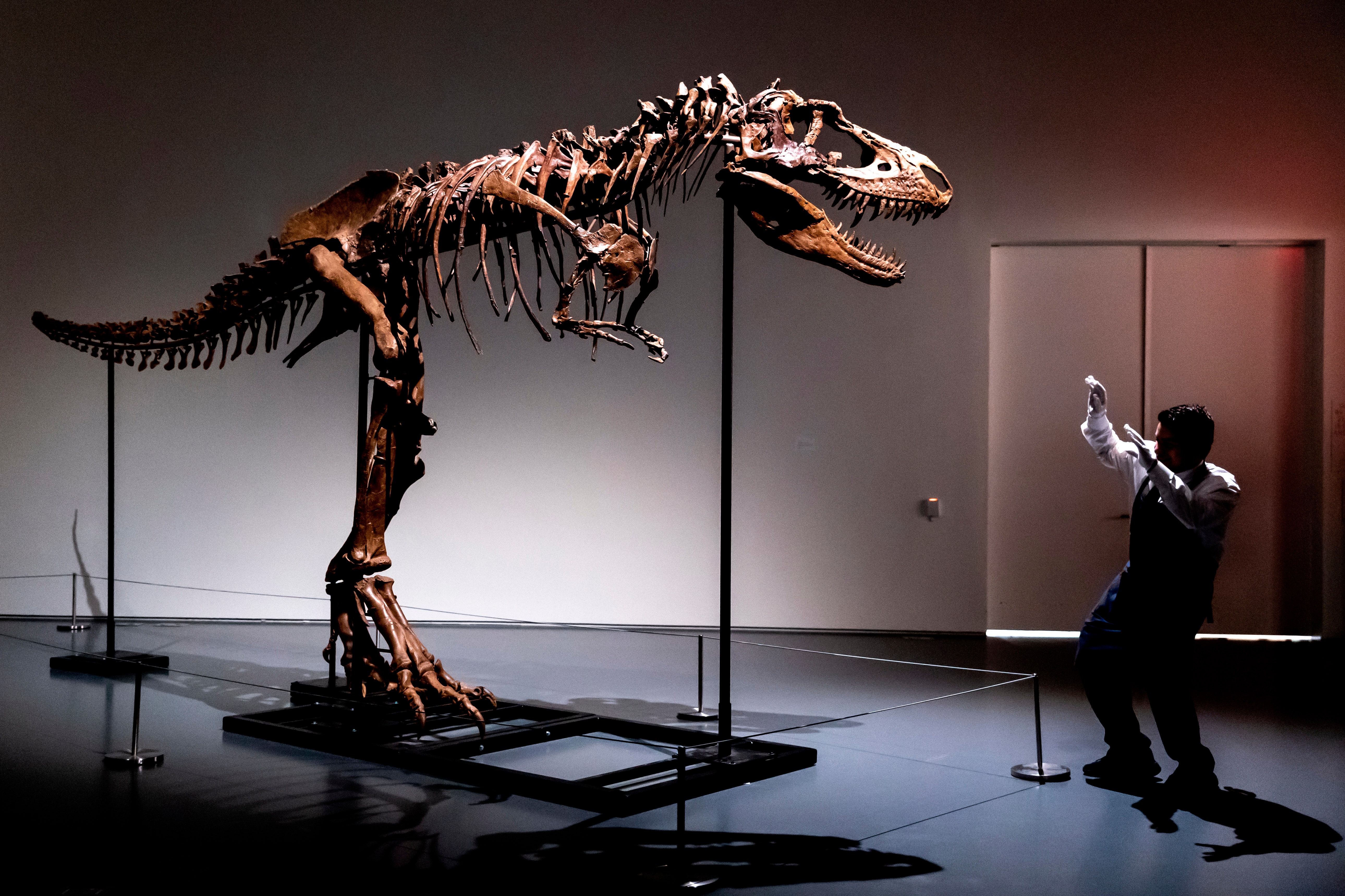 Dinosaur skeleton to be auctioned in NYC, fossil is 76 million-years-old