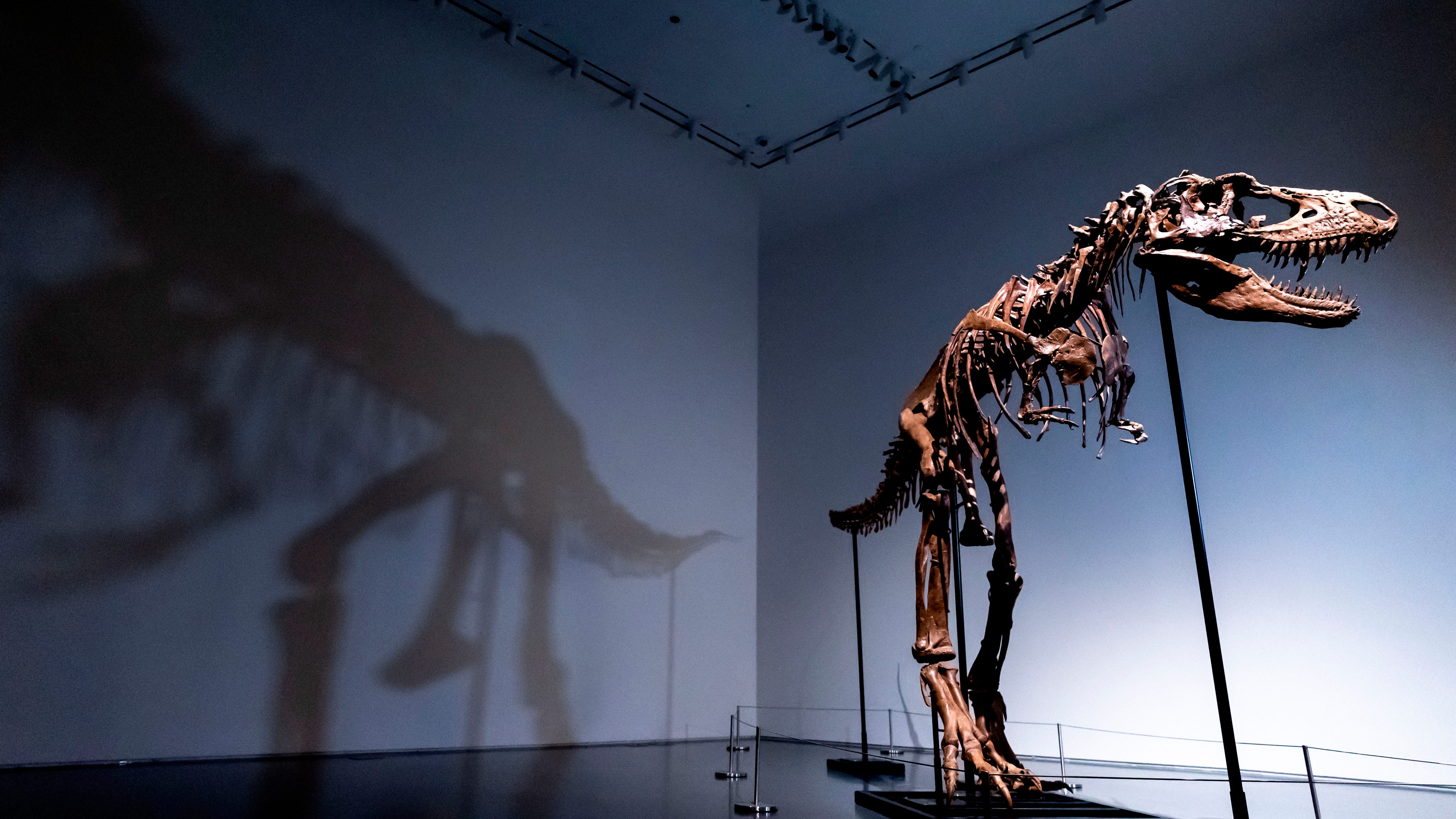 First-ever Gorgosaurus skeleton sells at auction for $6.1M to unknown buyer — scientists frustrated