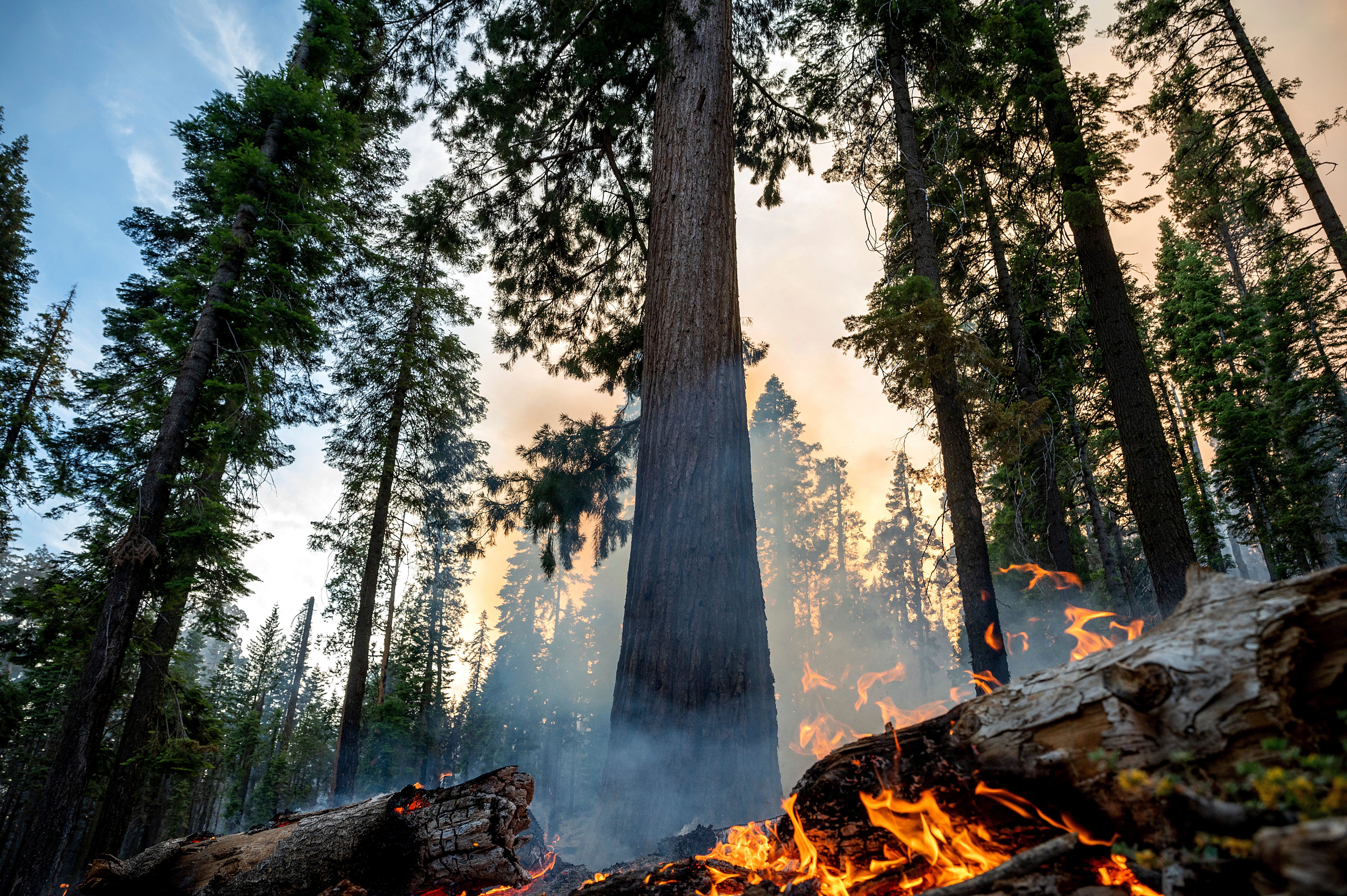 California forest fire rages on as firefighters protect the Yosemite sequoia trees