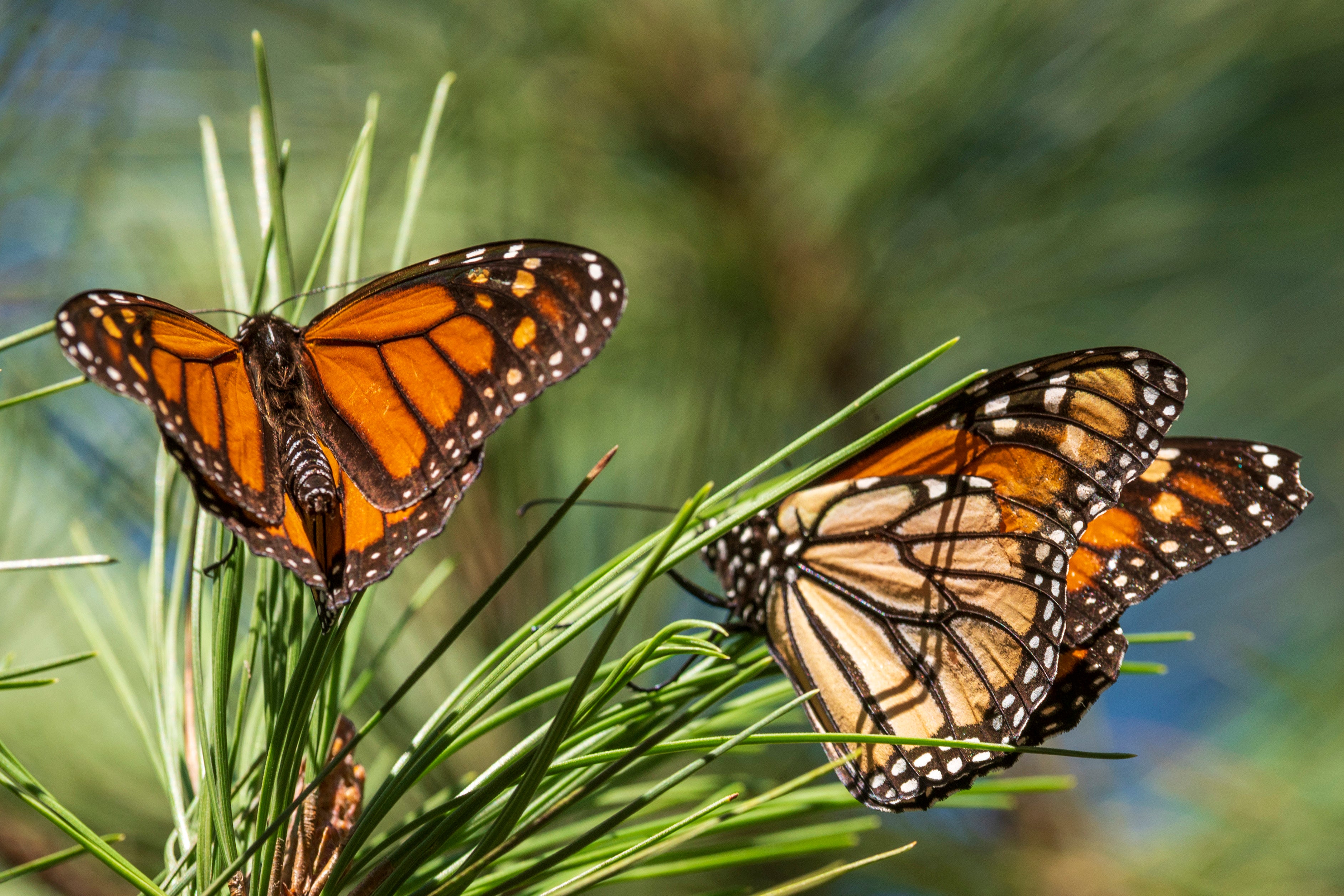 Monarch butterflies are officially on the endangered species list