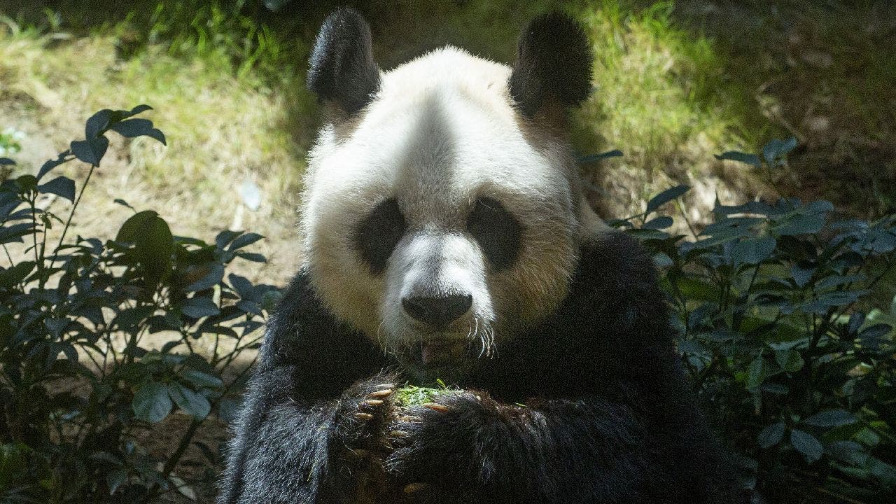 World's oldest male panda, An An, dies at age 35 in Hong Kong