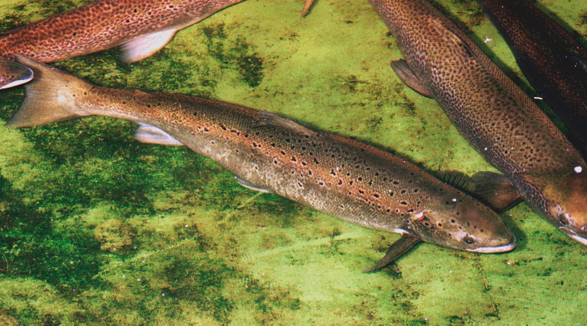 Maine government looking into four dams in order to save Atlantic Salmon
