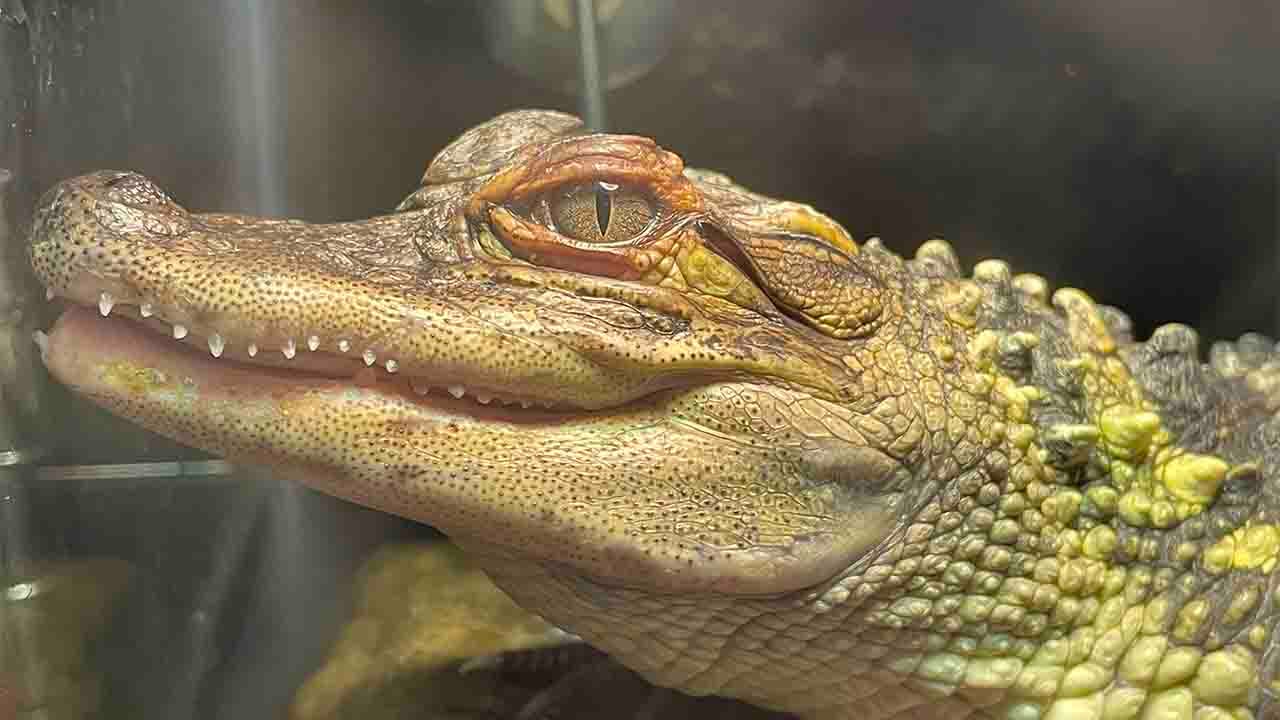 Alligator found in Wisconsin lake, possible owner comes forward
