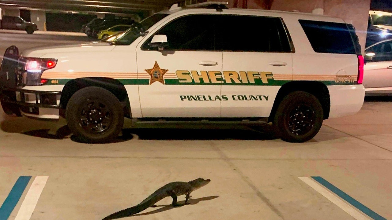 Alligator found in Florida sheriff’s office parking garage is relocated