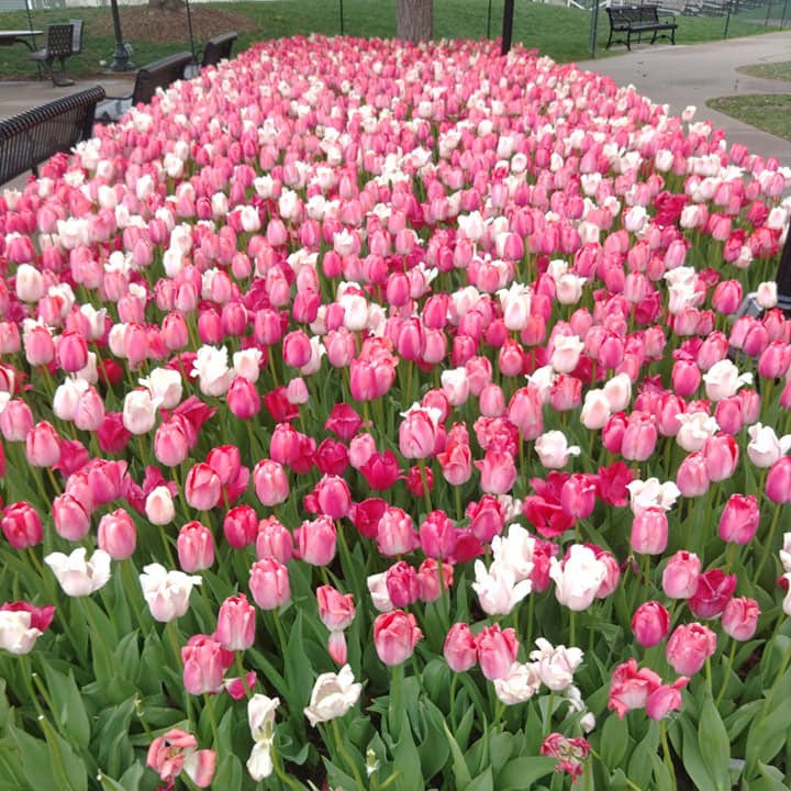 tulips in Pella Iowa