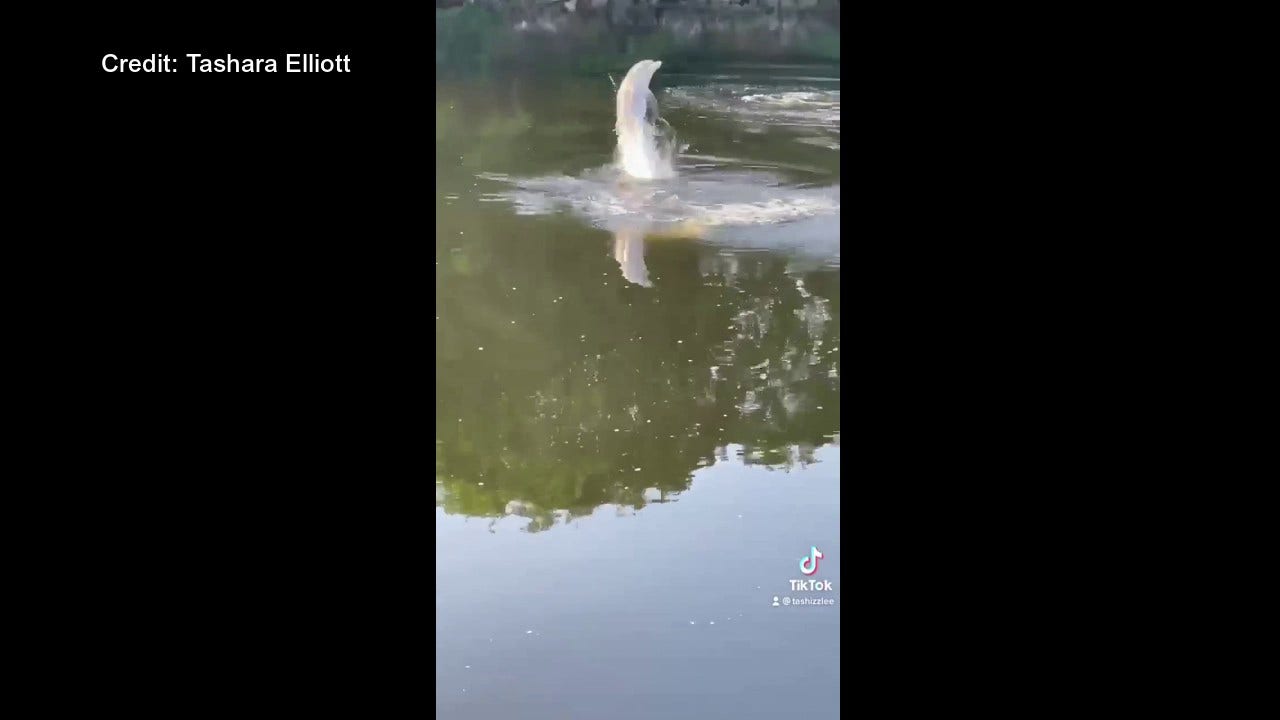 Connecticut river dolphin spotted swimming in social media video