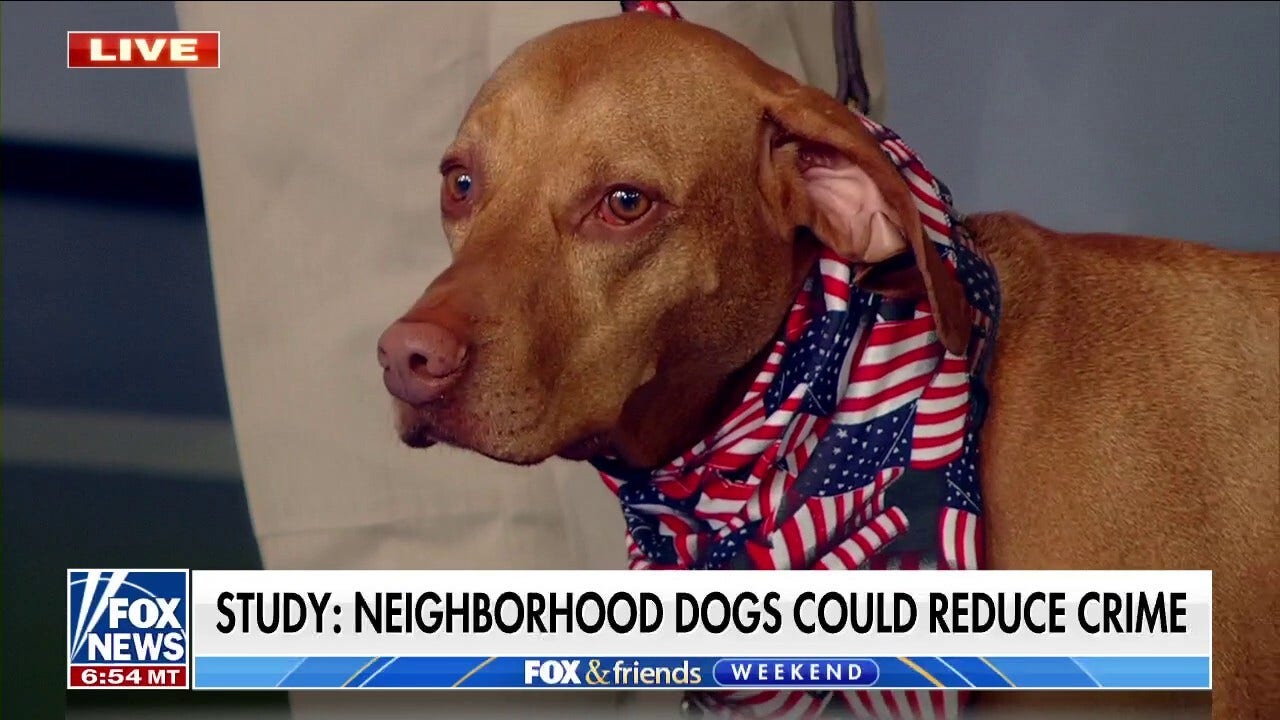 Dogs can help keep our neighborhoods safer and reduce crime: New study