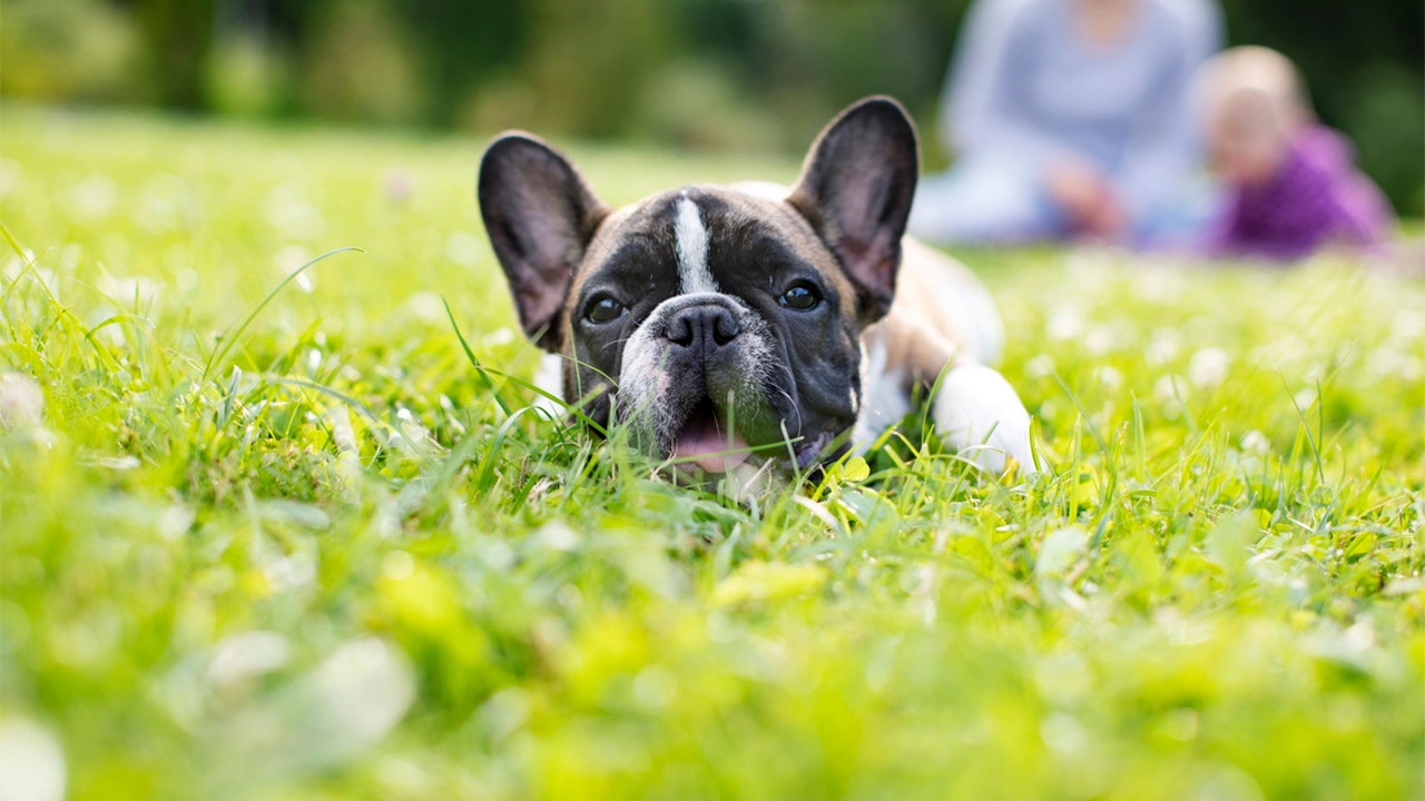 As more French bulldogs are stolen, pet lovers want to know: What's going on with this breed?