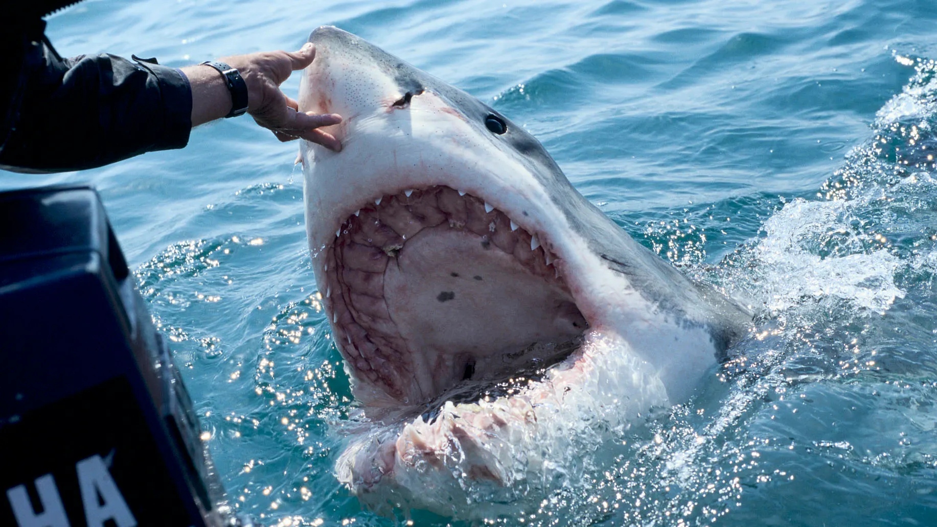 1,400pound great white shark spotted near Myrtle Beach Fox News