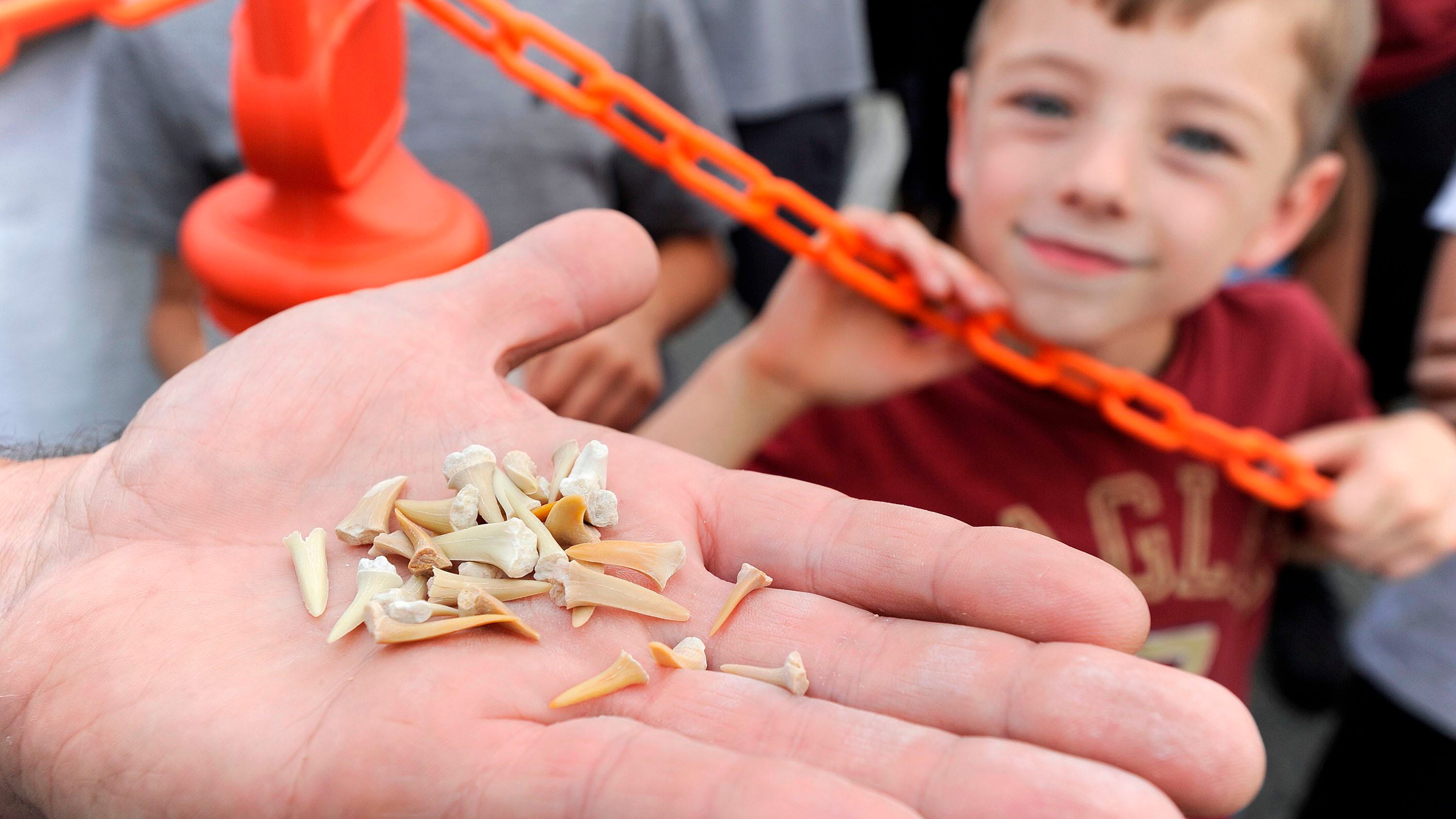 Shark tooth hunting: How to find toothy treasures and where to search