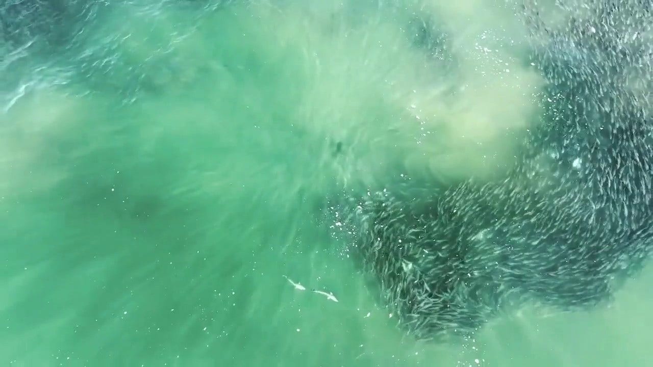 Great white sharks in New York waters swim around large school of fish