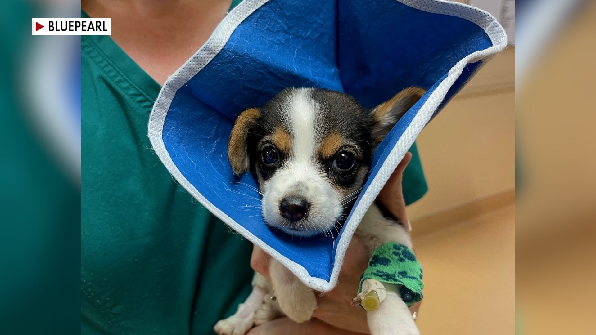 Veterinarians are grappling with today's national pet blood shortage