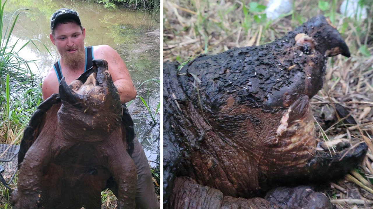 Texas fisherman reels in massive alligator snapping turtle: 'Everything went crazy'