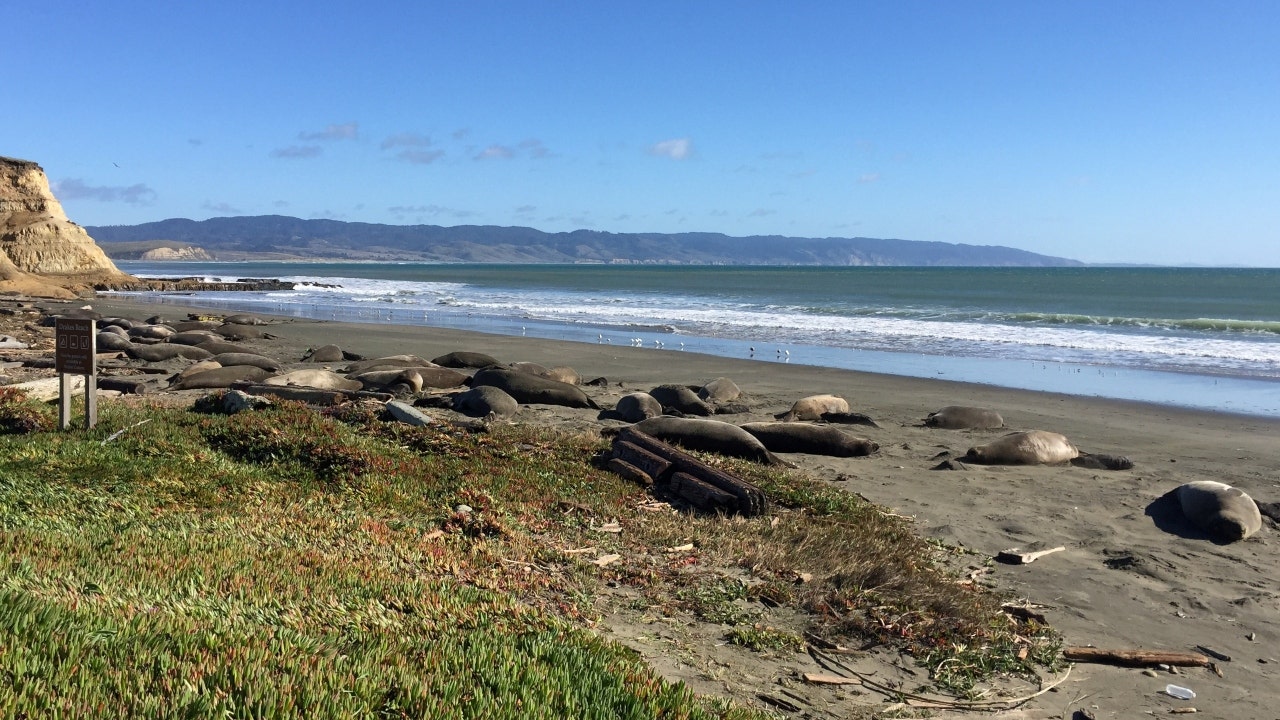 Park rangers in California help revive man at beach