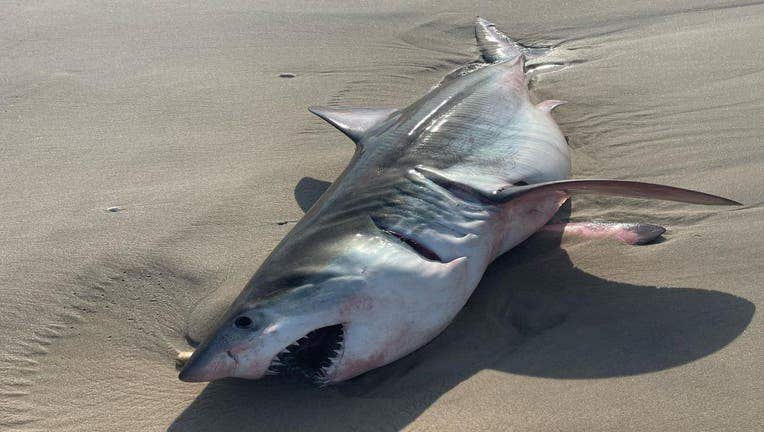 Dead shark appears on Long Island beach amid ongoing shark sightings