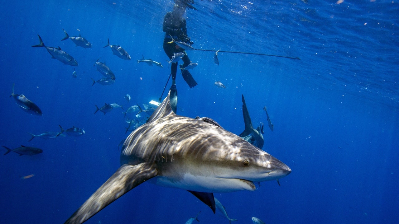 Un requin taureau de Floride