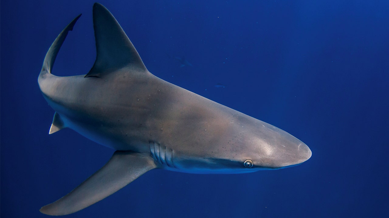 Summer shark sightings continue to spike on East Coast