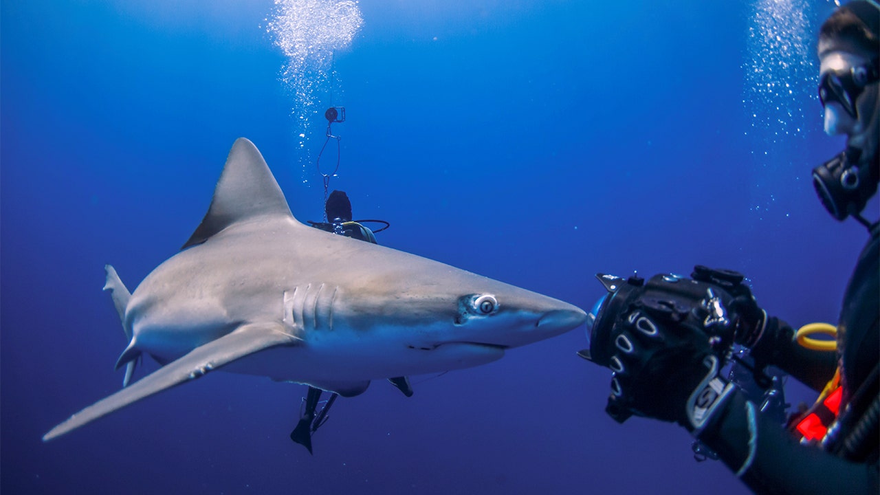 Shark attacks 2023: 6 US scrapes with predators in the sea