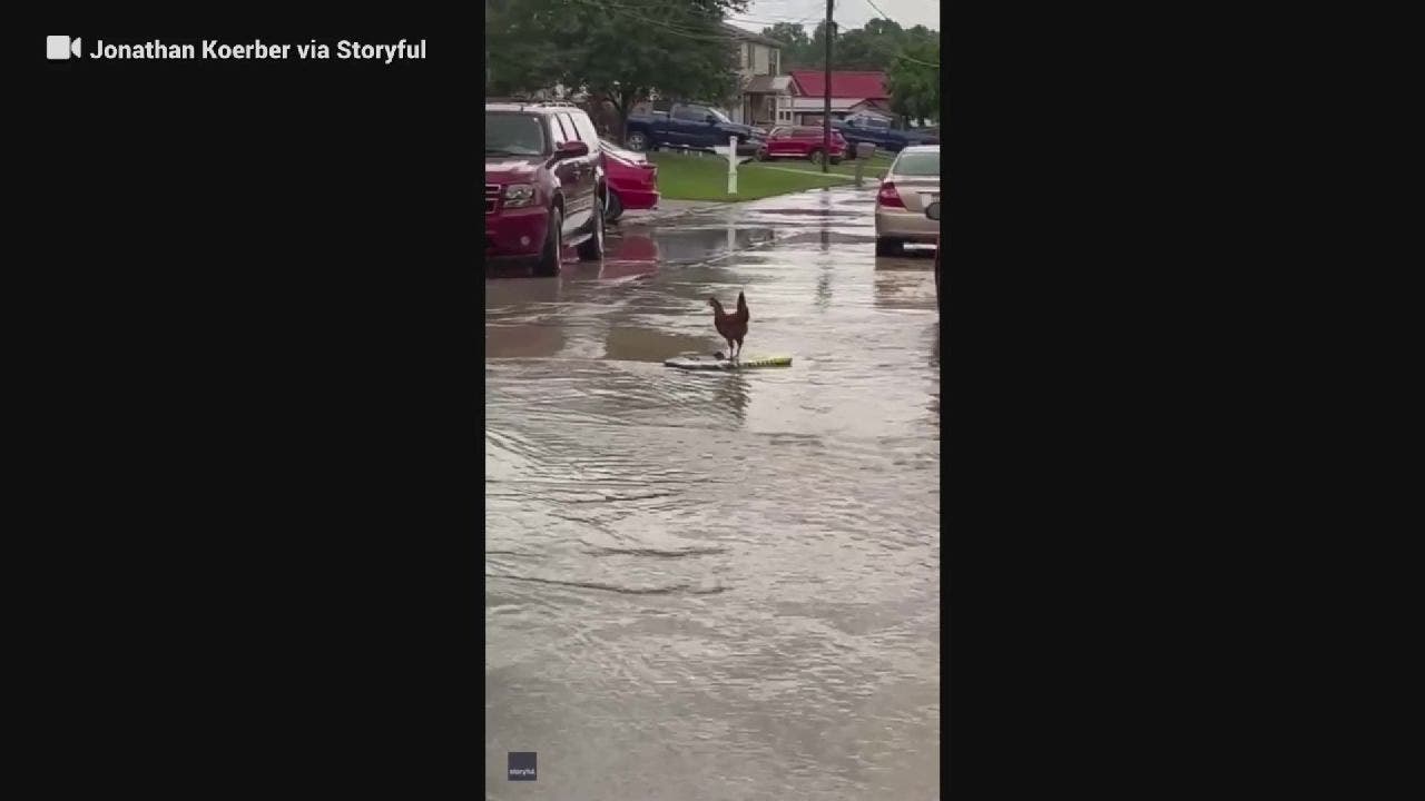 West Virginia chicken surfs floodwaters in viral video: 'Seemed to enjoy it'