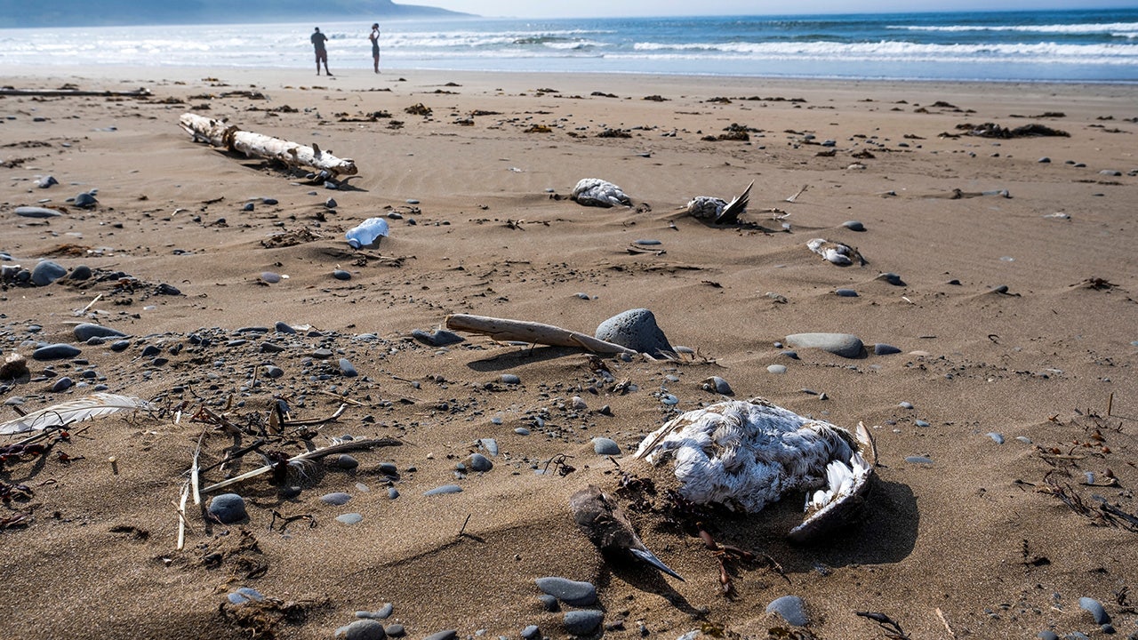 Avian flu suspected to be responsible for thousands of dead seabirds washed up on Canada's Eastern Shore