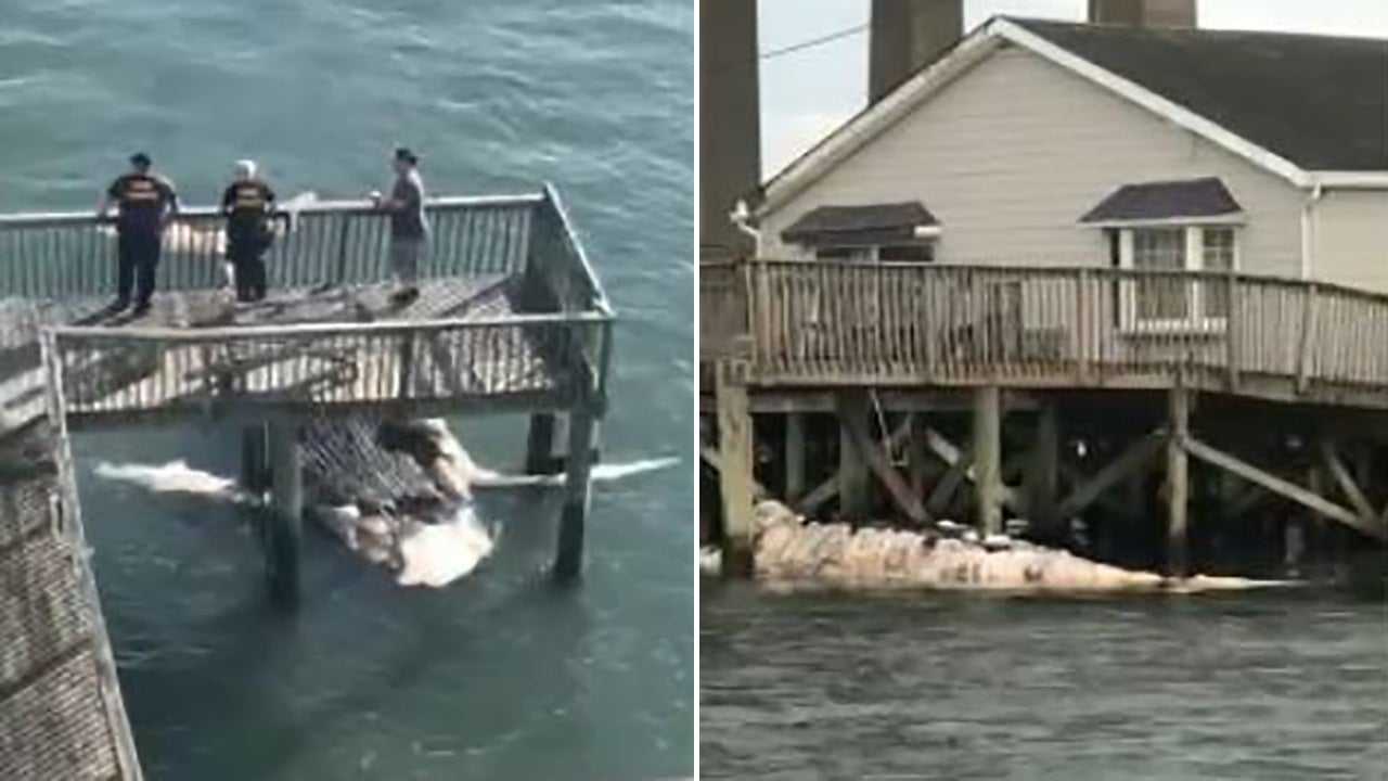 Dead humpback whale washes up in New Jersey