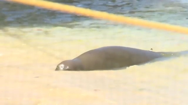Hawaii nursing Monk seal brutally attacks swimmer in shocking incident caught on video