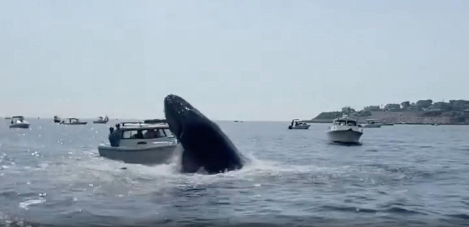Breaching whale jumps out of ocean and lands on top of a Massachusetts fishing boat – Fox News