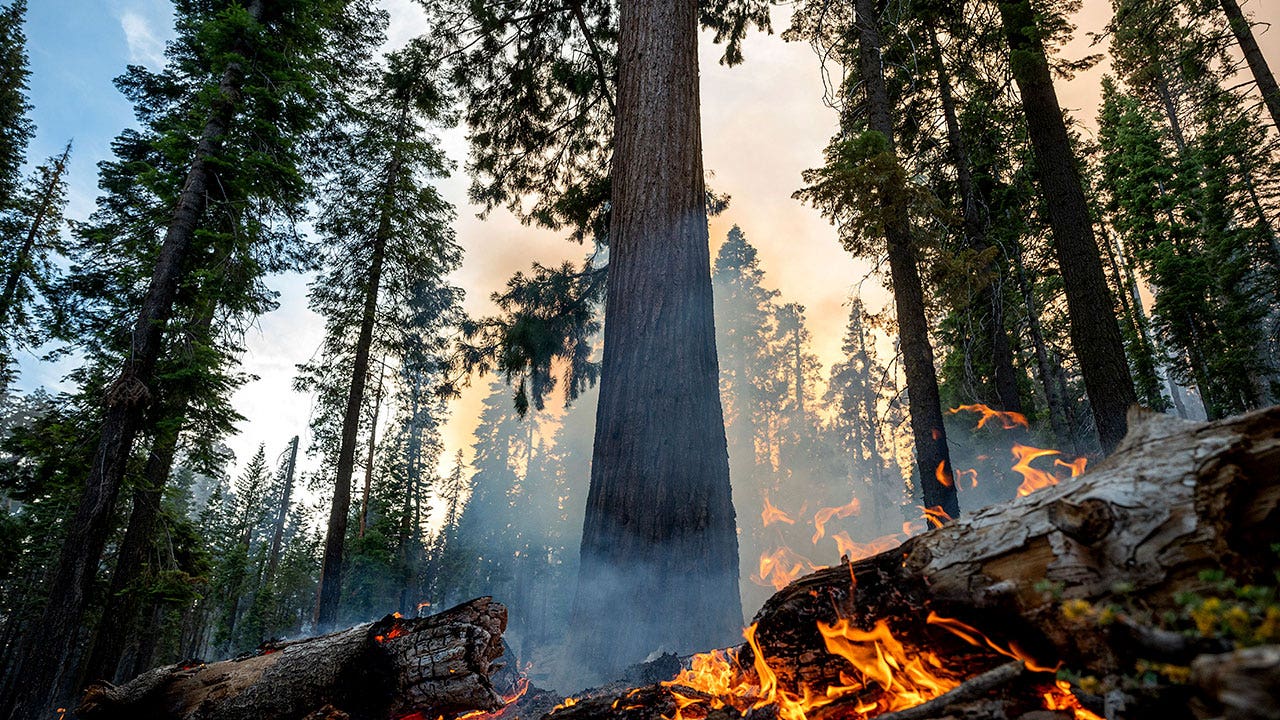 Yosemite fireplace grows as crews secure legendary sequoias