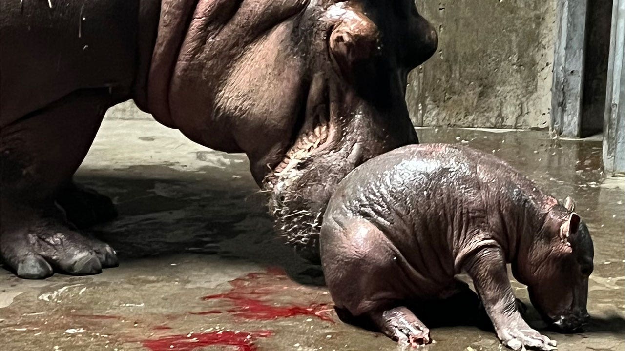 Cincinnati Zoo's Bibi the hippo gives birth to a baby