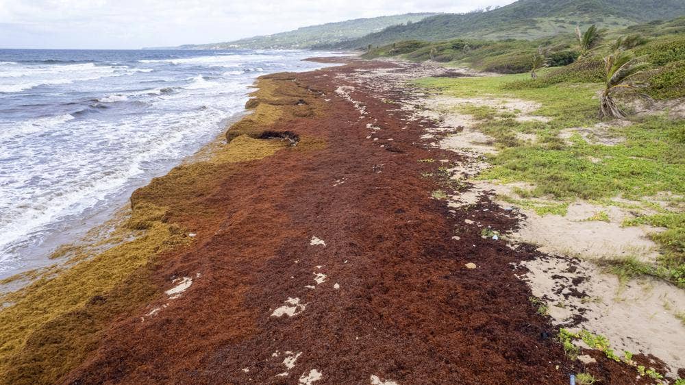 Record total of seaweed is choking shores in the Caribbean