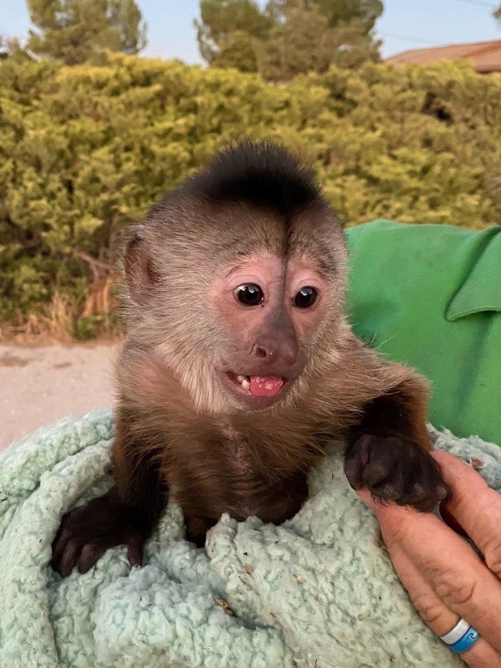 News :Monkey at California zoo calls 911: ‘monkey see, monkey do’
