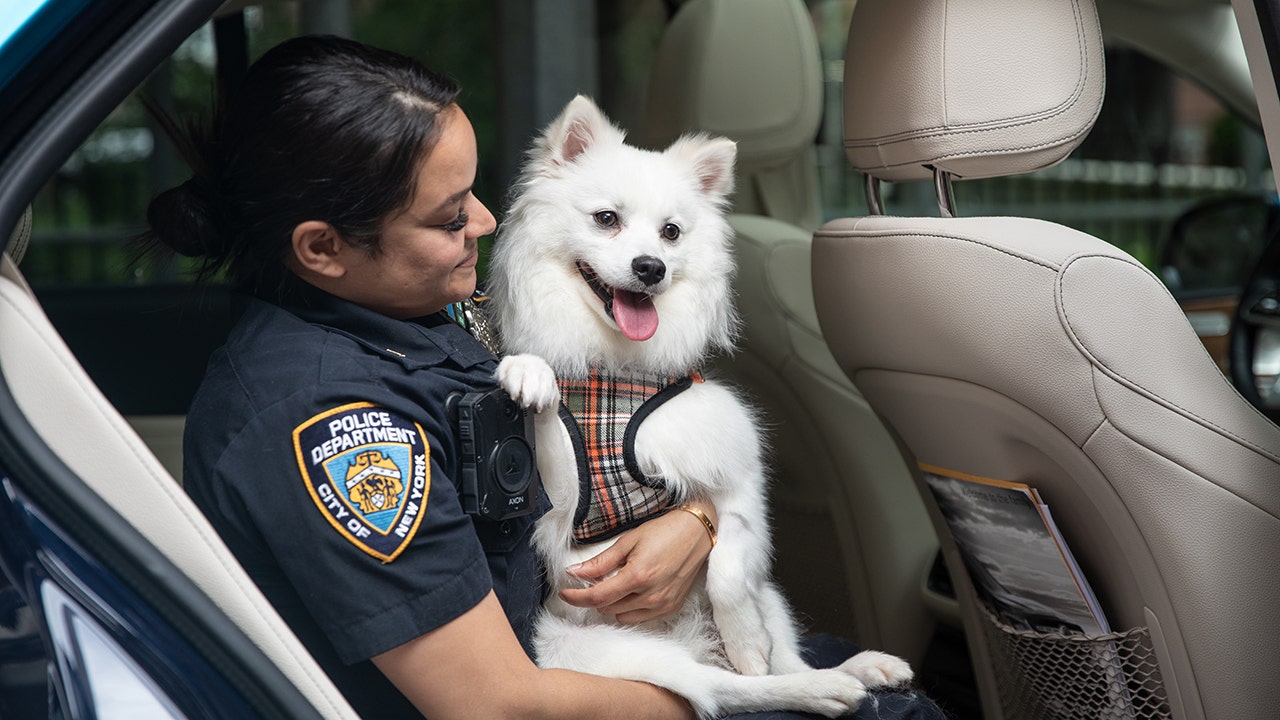 NYC dog trapped in hot car endures month-long recovery, finds home with police officer