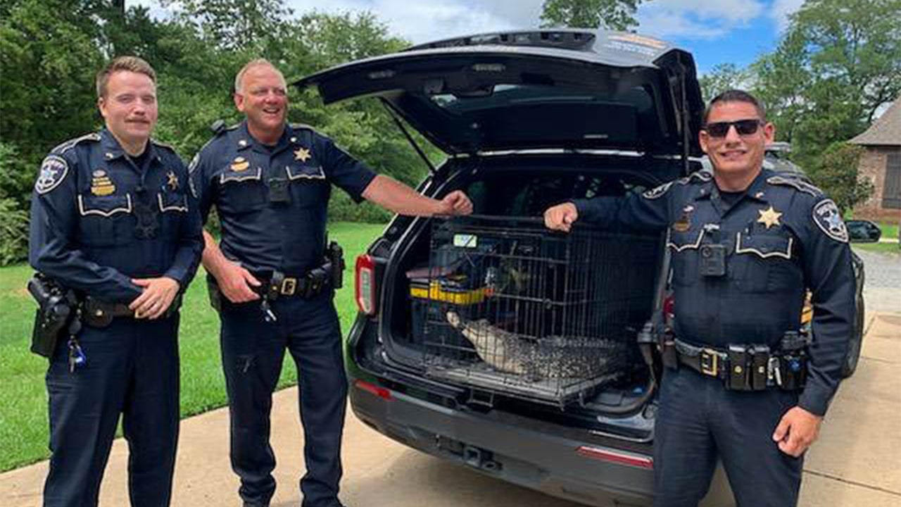 Sheriff's deputies remove alligator from Louisiana family's patio