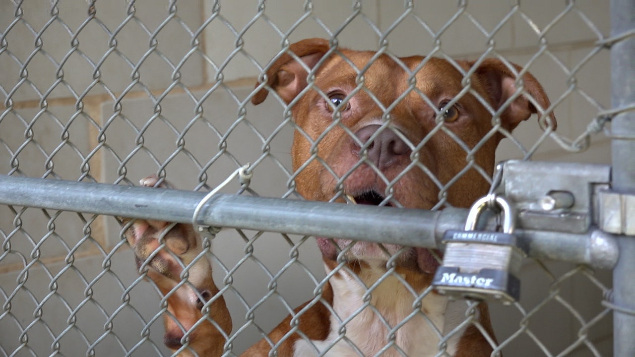 Overcrowded animal shelters dealing with staffing shortages | Fox News