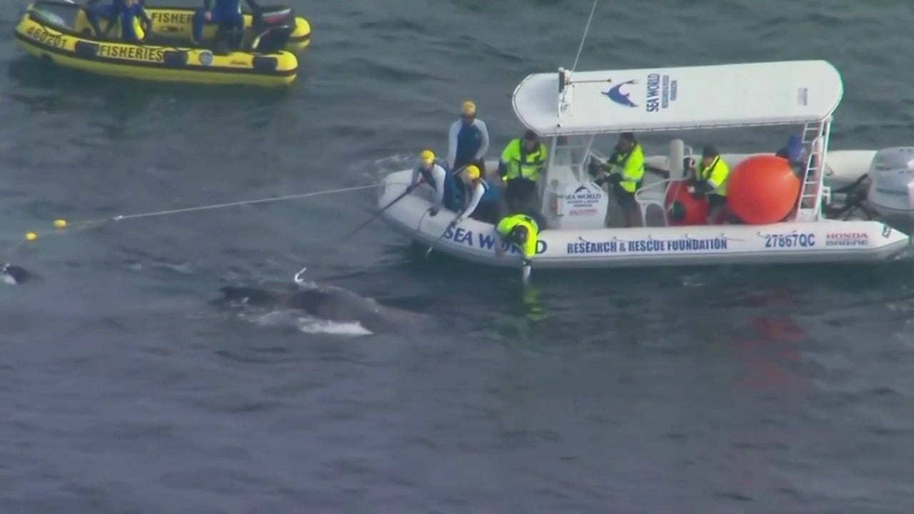 Australian whale caught in shark nets rescued off Gold Coast | Fox News