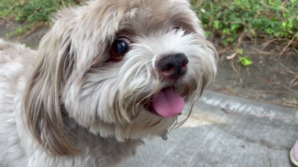 California dog blinded after ingesting oxycodone during walk